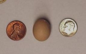 世界上最小的鸡蛋:比一角硬币还小(仅1.55厘米长)