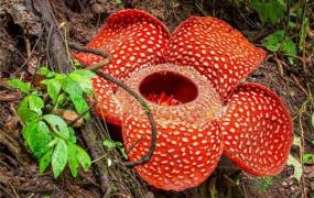 世界上体型最大的花 大王花,被称之为“世界花王”
