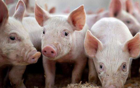 世界上哪里猪多?中国，养殖猪3亿多头(食物需求大国)