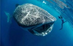 世界上最大的鲨鱼 鲸鲨,鱼类的佼佼者但数量锐减