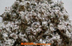 棉籽壳是什么 棉籽壳的用途有哪些