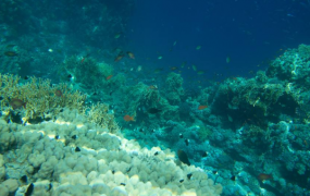 世界上最大的海:珊瑚海，480万平方千米(含最大珊瑚体)