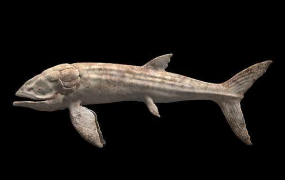 远古最大的鱼:利兹鱼，长达27米(1.65亿年前自带渔网)