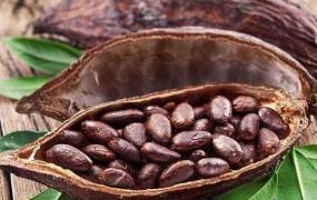 可可豆的功效与作用 吃可可豆的好处有哪些