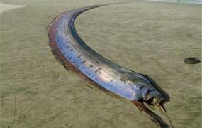 世界上最大的皇带鱼 整体长度可达15.2米长（让人害怕）