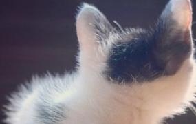 微信头像不能用猫是什么说法
