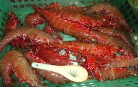 世界上最大的虾 鬼虾（一般米虾体型10倍以上）