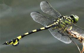 世界上最大的蜻蜓 大蜻蜓（又称马大头现存最大蜻蜓）