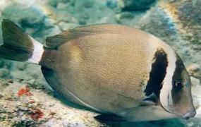 白胸刺尾鱼：世界上最亮眼的观赏鱼（色彩鲜艳非常刺眼）