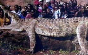 陆鳄：世界上最早的鳄鱼（体长50厘米/距今2亿年前）