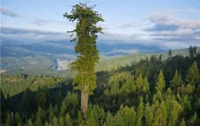 世界第一高树是哪个 杏仁桉（原产地澳大利亚）