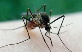 全球最大的蚊子是什么 金腹巨蚊（是平常蚊子10倍大）