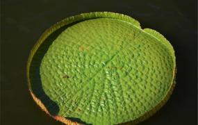 世界上叶片最大的水生植物 王莲（一种睡莲科植物）
