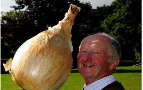 世界上最大的洋葱 由布鲁克的英格兰男子培育出来