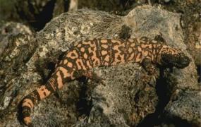 世界上最毒的蜥蜴 毒蜥（生活在美国西部和墨西哥之间）