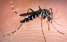 世界上毒性最强的蚊子 花斑蚊（不喜欢寒冷环境）