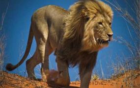 世界上最大的狮子 开普狮（身高一米多体长近四米）