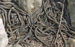 巴西蛇岛为什么那么多蛇 优越自然环境造就毒蛇王国