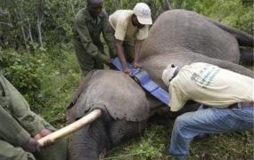 世界上最凶猛的大象 非洲象（成年雄性非洲象可达4米以上）