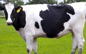 世界最高奶牛来自哪里 美国的布洛瑟姆（打破世界纪录）