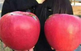 世界上最大的苹果 世界一号苹果（日本种植）