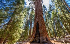 世界十大最奇特的树 第一常见而崇高第二表面光滑内里坚硬
