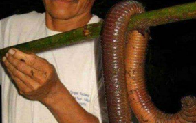世界最长的蚯蚓:藏于1.5米深的地下(最长3米像蛇粗)