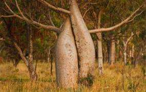 世界上最能储存水的树 纺锤树（树干被砍会喷涌出水）