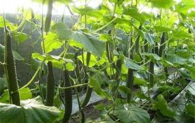 世界上最长的黄瓜 长度达1.19米刷新了纪录（英国种植）