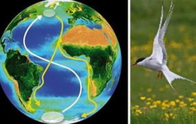 世界上飞的最远的鸟:每年跨半个地球(北极圈飞往南极洲)
