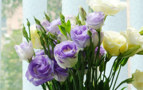世界上最贵的10种鲜花:兰花多次上榜 第一卖出2695万元天价