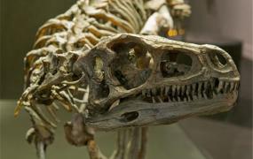 世界上最古老的恐龙 始盗龙的生活习性是什么