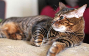 世界上最贵的猫排行榜:布偶猫未上榜 第一身价高达16万元