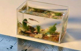 世界上最小的水族馆：装水仅10毫升(不足婴儿手掌大)