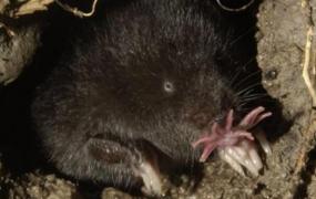 世界上进食最快的动物，星鼻鼹鼠（0.25秒完成进食过程）