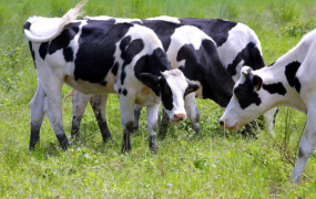 世界上最大的牛奶生产国:拥有934万头奶牛(十年持续增长)