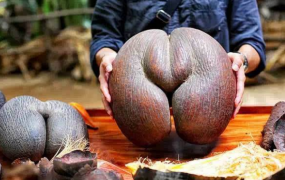 世界上最富神秘色彩的果实:海椰子 雄雌株似人类生殖器