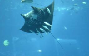 世界上最温柔的鱼类，蝙蝠鱼（长可达8米/与潜水员玩耍）