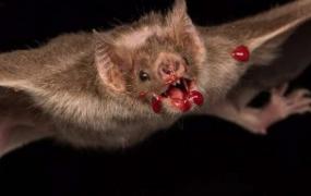 世界上最罕见的蝙蝠，猪脸大蝙蝠（长相凶恶/嗜血成性）