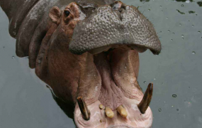 史上咬合力第一的动物:一口咬断小鳄鱼(咬合力达2吨)