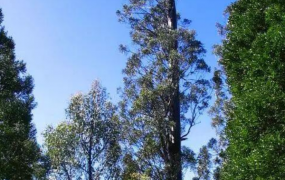 世界上最高的树是什么树?这一树种普遍高达百米