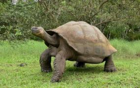 世界上最大的水龟，棱皮龟（体长2.5米重916公斤）