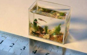 目前世界上最小的鱼是什么鱼?重1毫克(不足手指大小)