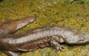 世界上年龄体型最大的蝾螈，身长1.4米有200岁（发现于中国）