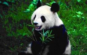 世界上最小的熊猫，51克（以刚出生重51克命名）
