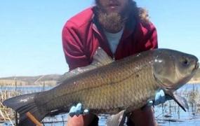 世界最长寿淡水鱼，大嘴水牛鱼活了112岁（发现于美国）