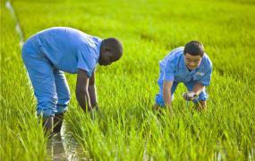 世界水稻产量排名 中国水稻产量第一印度次之