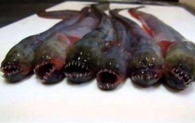 世界上最恶心的鱼，狼牙虾虎鱼（满口獠牙看一眼就恶心）