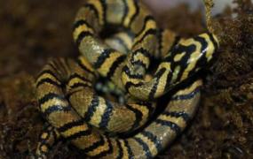 世界上最美的蛇横斑锦蛇，中国特有（至今不超过30条）