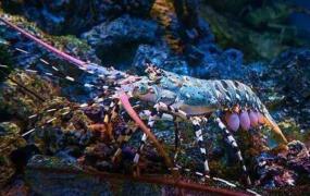 世界上最美的龙虾，身披七彩斑斓的银河（美的惊人）